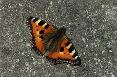 Kleiner Fuchs